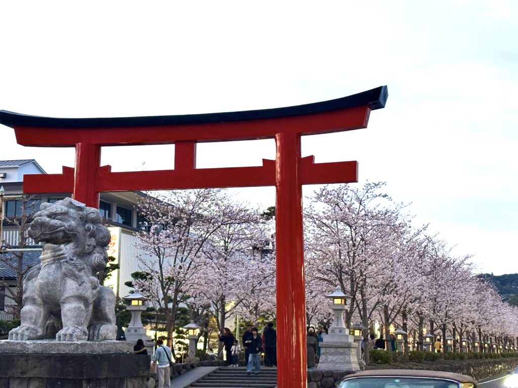 Cherry Blossom Kamakura 