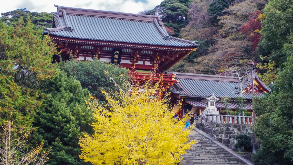 Tsurugaoka Hachimangu Shrine autumn leaves with main hall