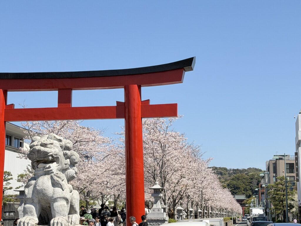 Cherry blossoms in Dankazura on April 3, 2026
