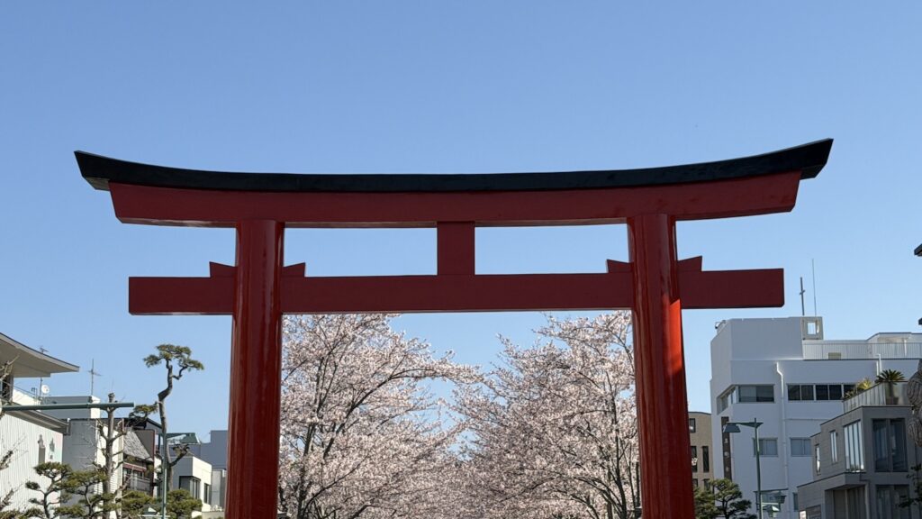 Cherry blossoms in Dankazura on April 3, 2026