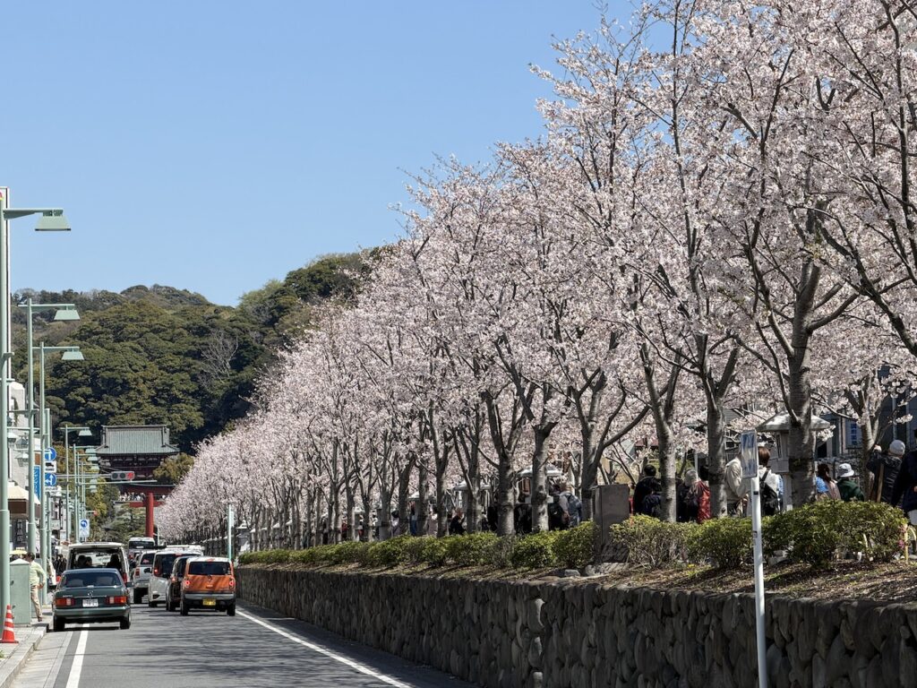 Cherry blossoms in Dankazura on April 3, 2026