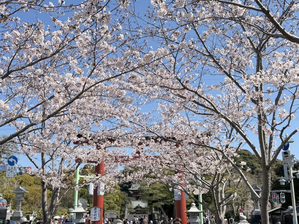 Cherry blossoms in Dankazura on April 3, 2026