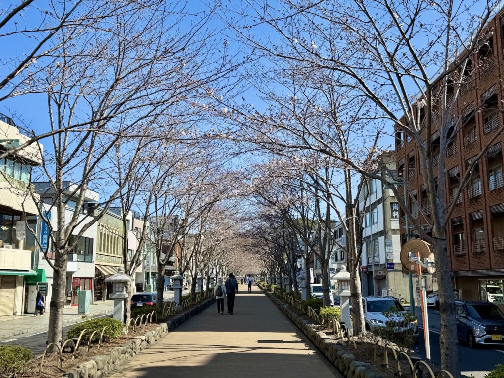 Cherry blossoms in Dankazura on March 24, 2026