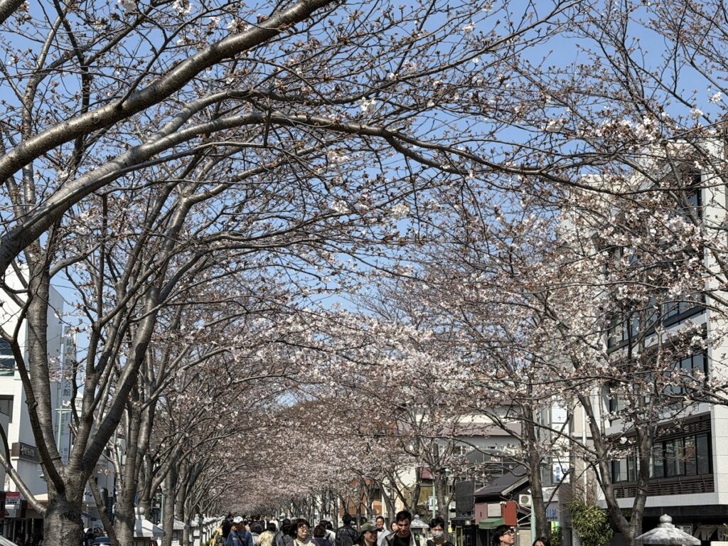 Cherry blossoms in Dankazura on March 28, 2026