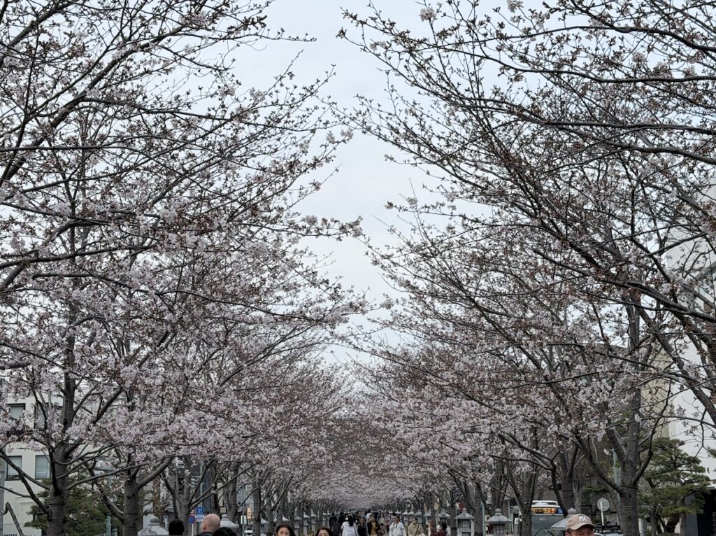 Cherry blossoms in Dankazura on March 30, 2026