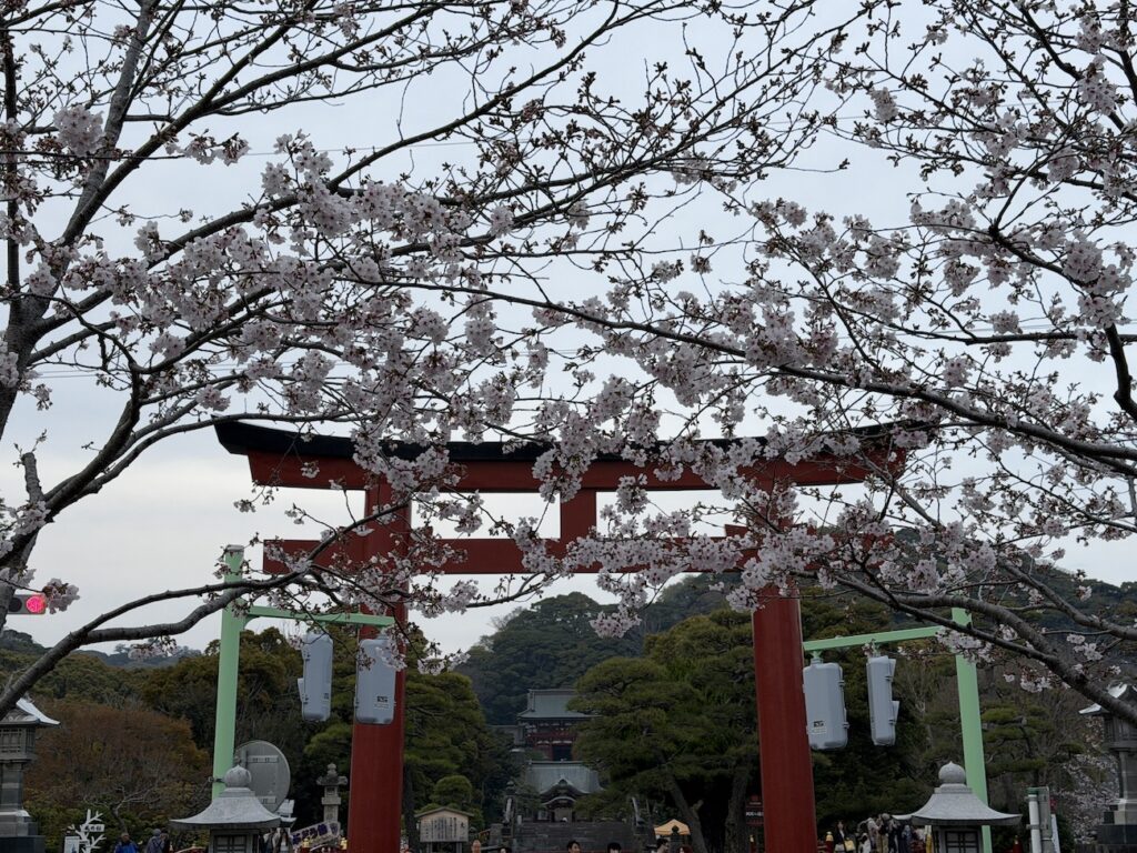 Cherry blossoms in Dankazura on March 30, 2026