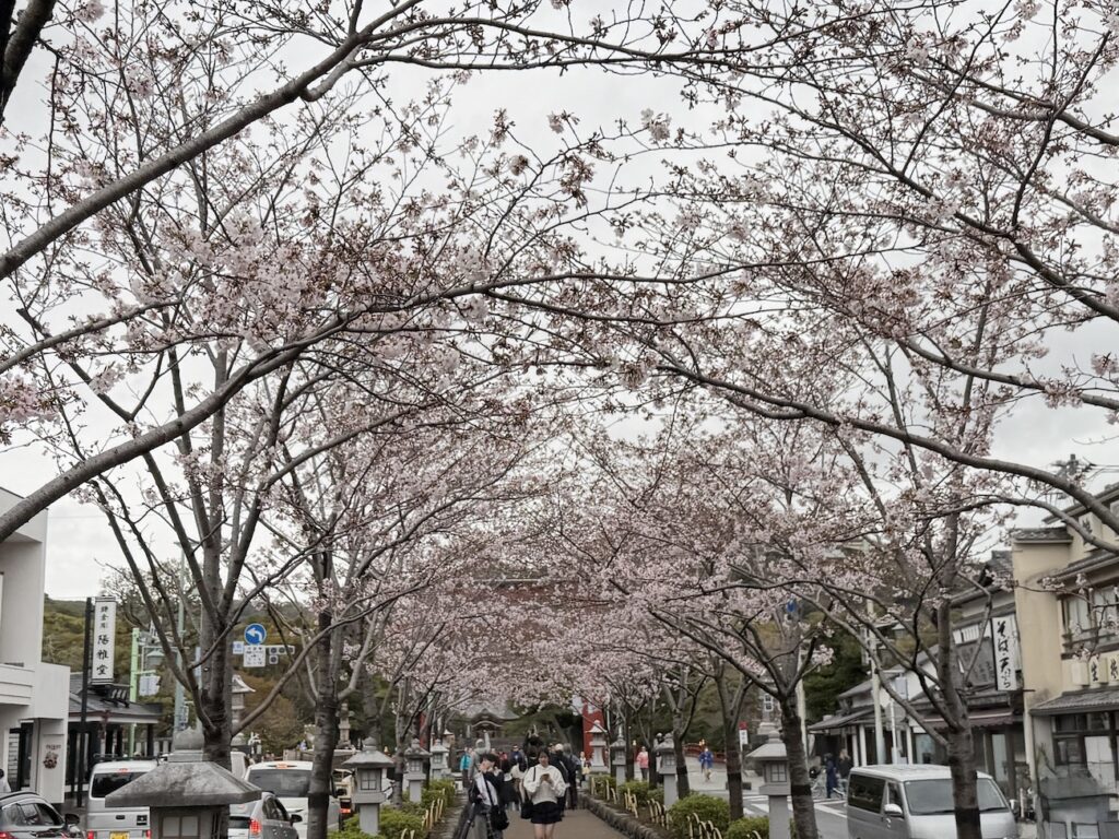 Cherry blossoms in Dankazura on March 31, 2026