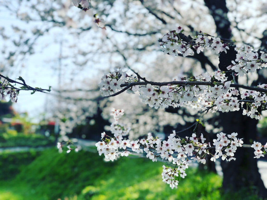 cherry blossom in kamakura