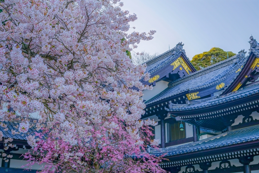 Hasedera Cherry Blossom