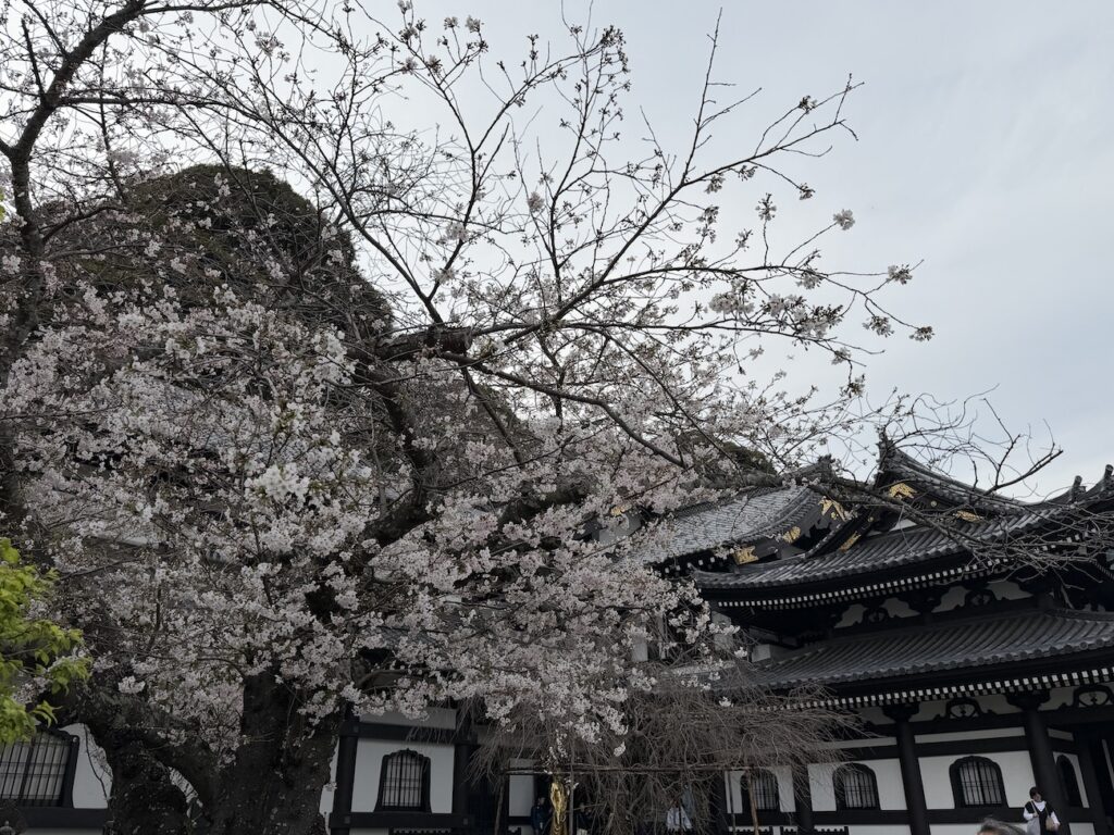 Cherry blossoms in Hasedera Temple on March 30, 2026