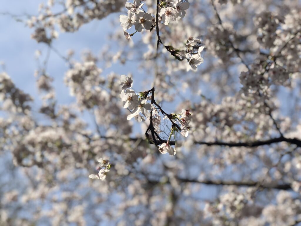 Kamakura Cherry Blossom