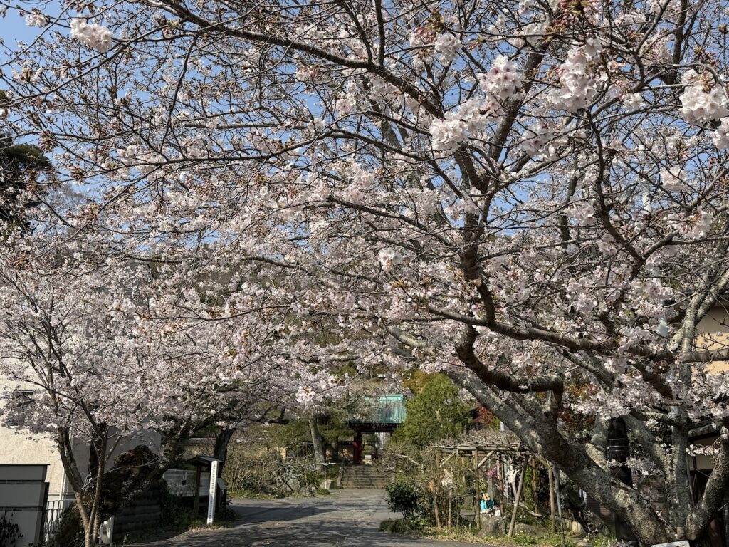 Cherry blossoms near Kosoku-ji Temple Hase area on March 29, 2026