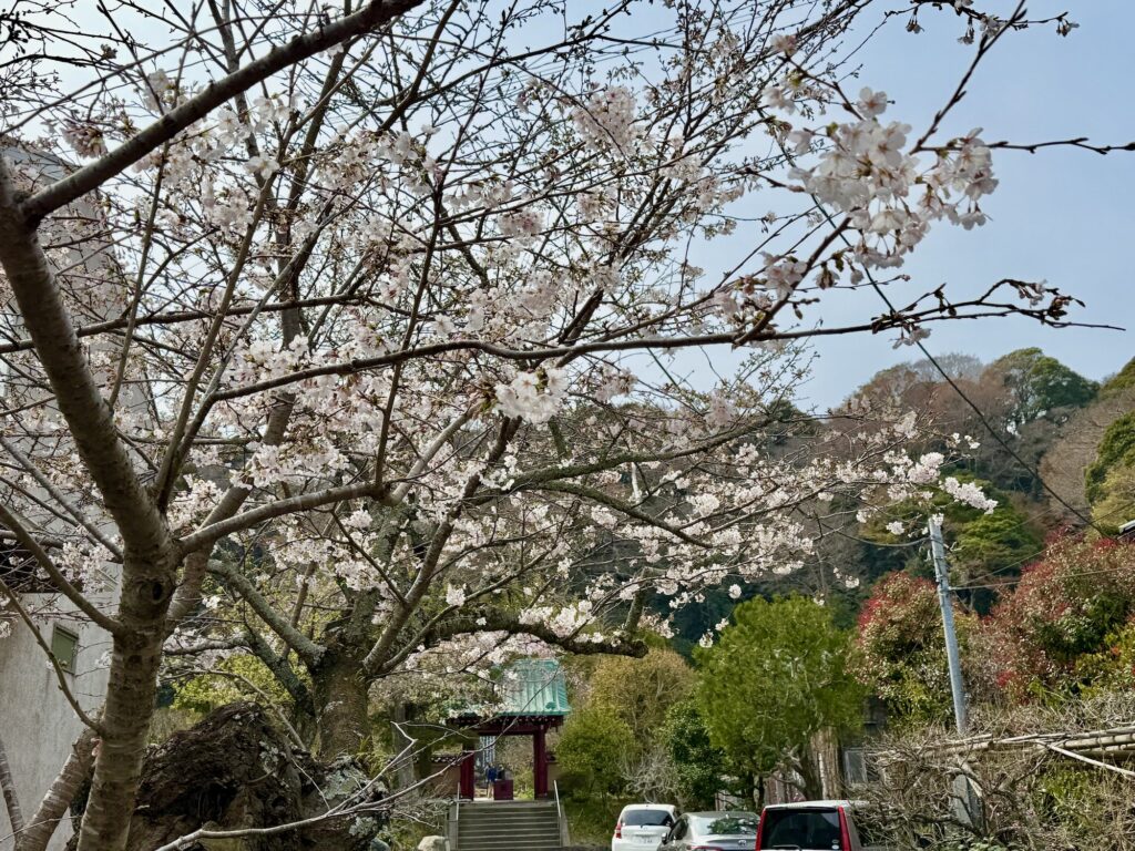 Cherry blossoms near Kosoku-ji Temple Hase area on March 22, 2026