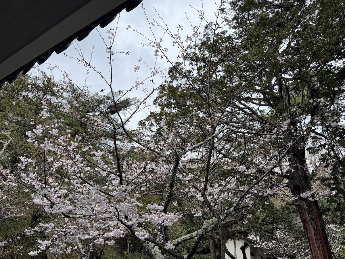 Cherry blossoms near Kotokuin Temple(the Great Buddha of Kamakura) on March 26, 2026