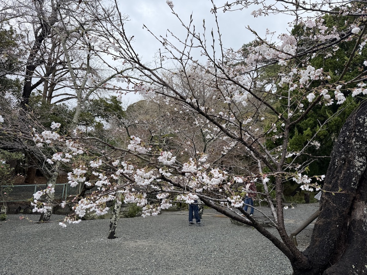 Cherry blossoms near Kotokuin Temple(the Great Buddha of Kamakura) on March 26, 2026