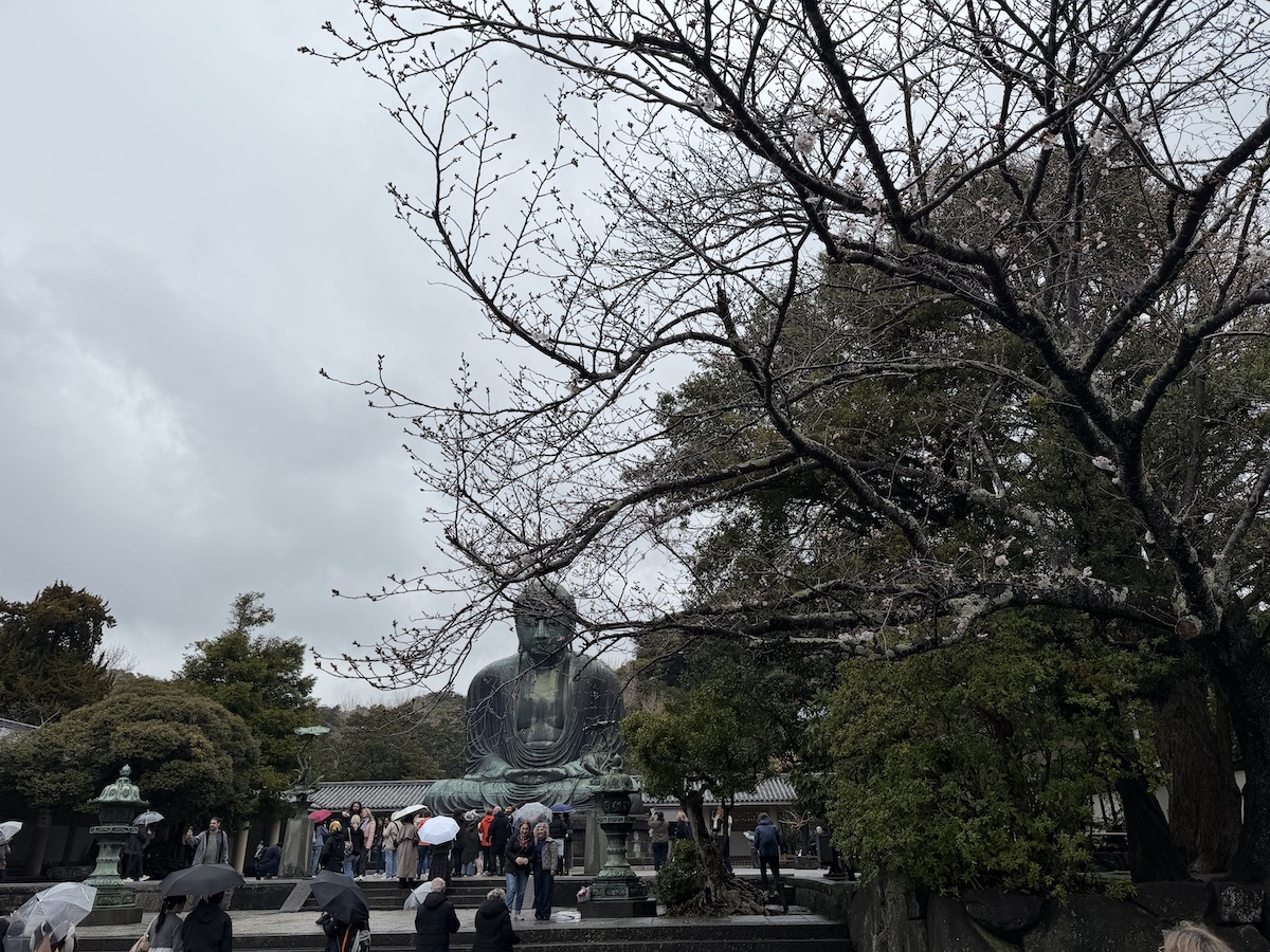 Cherry blossoms near Kotokuin Temple(the Great Buddha of Kamakura) on March 26, 2026