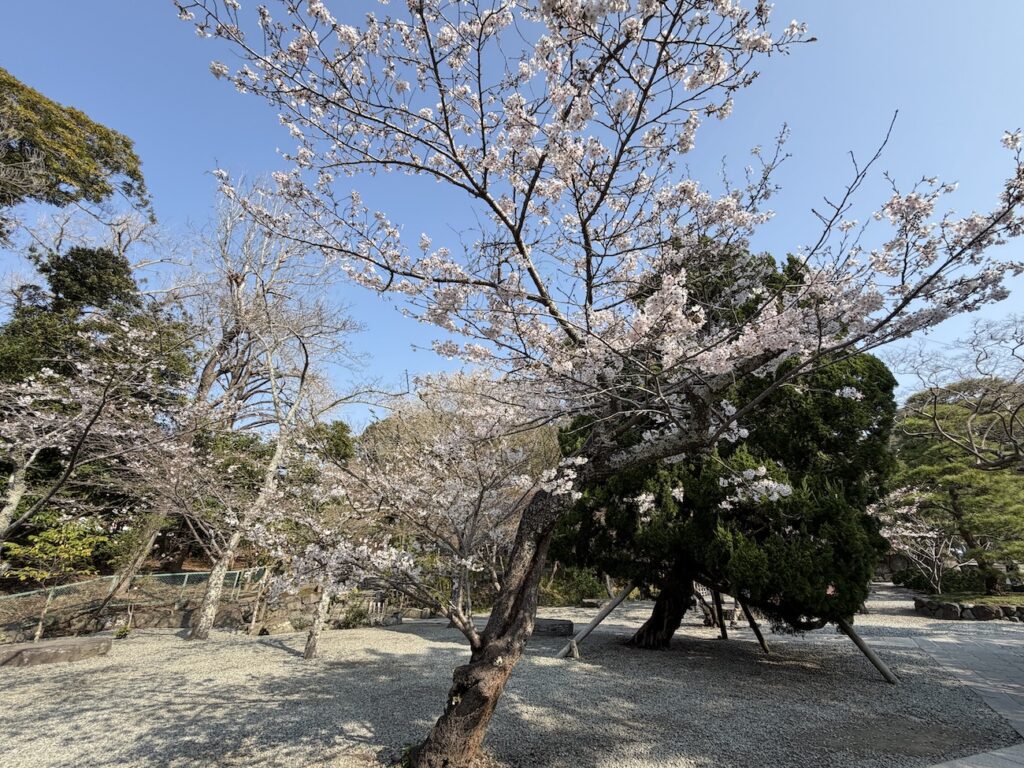 Cherry blossoms near Kotokuin Temple(the Great Buddha of Kamakura) on March 29, 2026