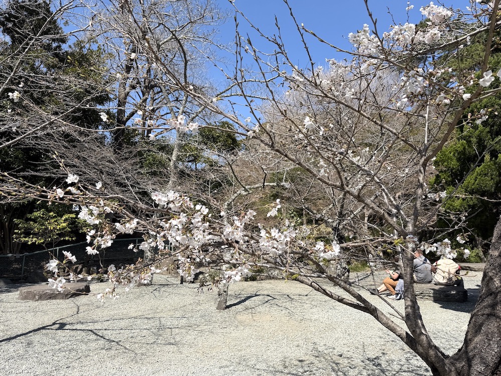 Cherry blossoms near Kotokuin Temple(the Great Buddha of Kamakura) on March 24, 2026