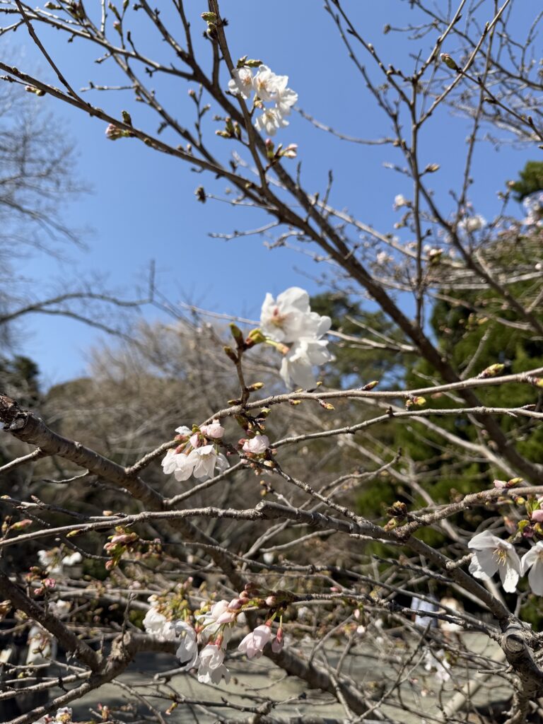 Cherry blossoms near the Great Buddha of Kamakura at Kotoku-in on March 21, 2026
