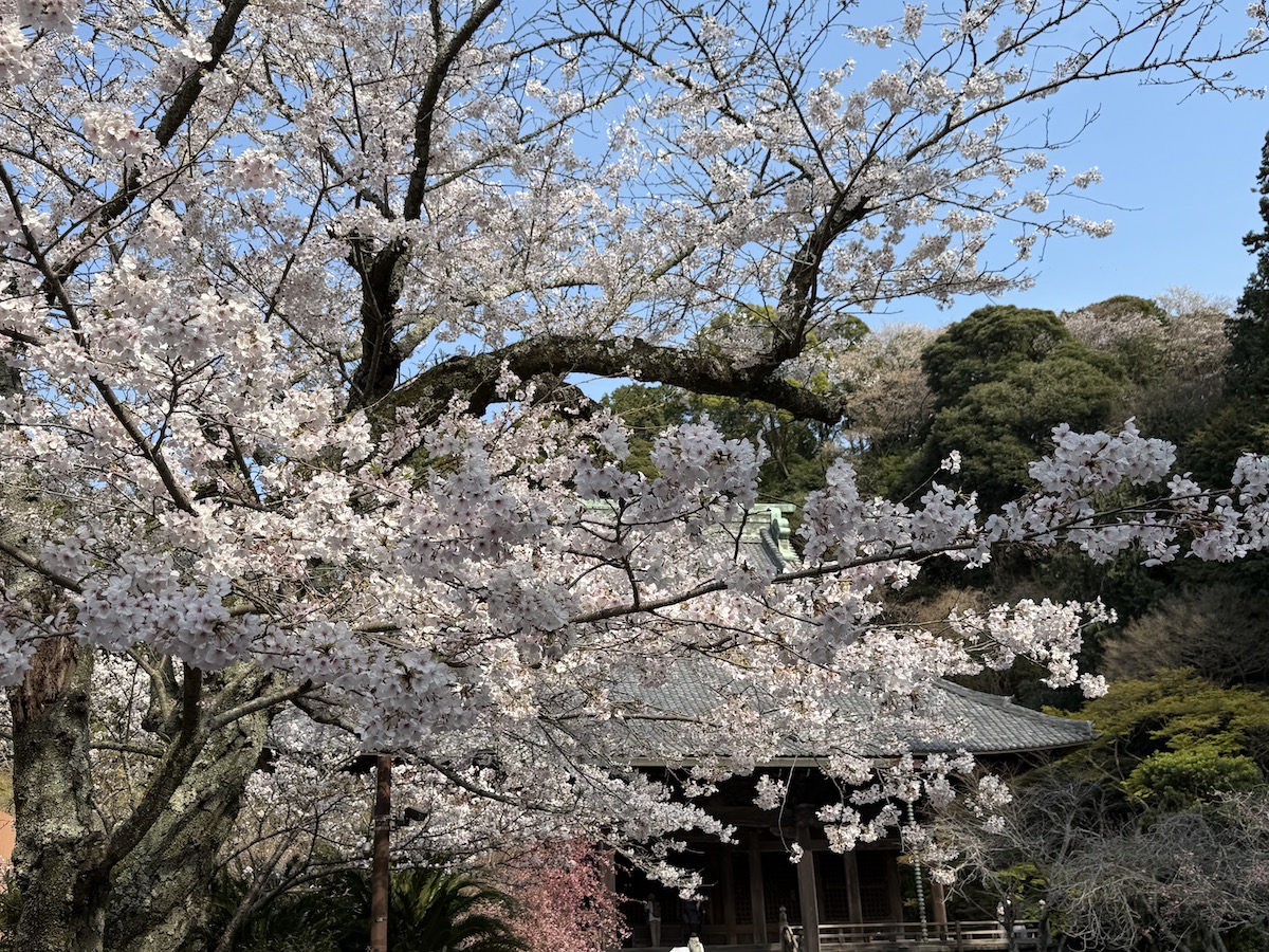 Cherry blossoms in Myohonji Temple on March 28, 2026
