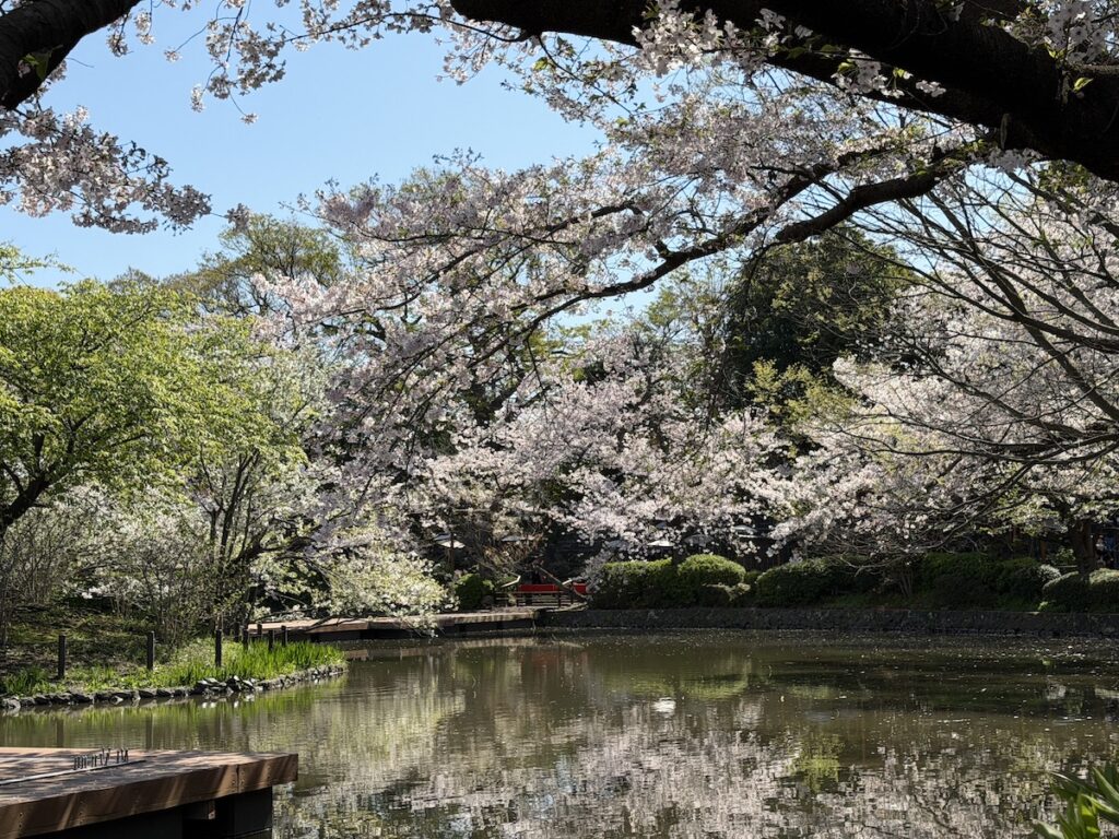 Cherry blossoms in Tsurugaoka Hachimangu on April 3, 2026