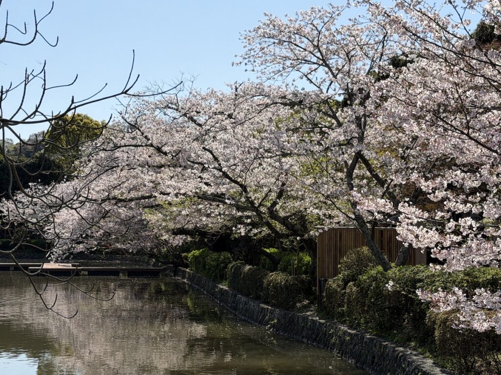 Cherry blossoms in Tsurugaoka Hachimangu on April 3, 2026