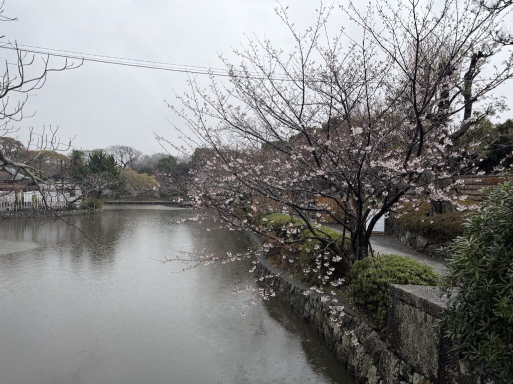Cherry blossoms in Tsurugaoka Hachimangu on March 26, 2026