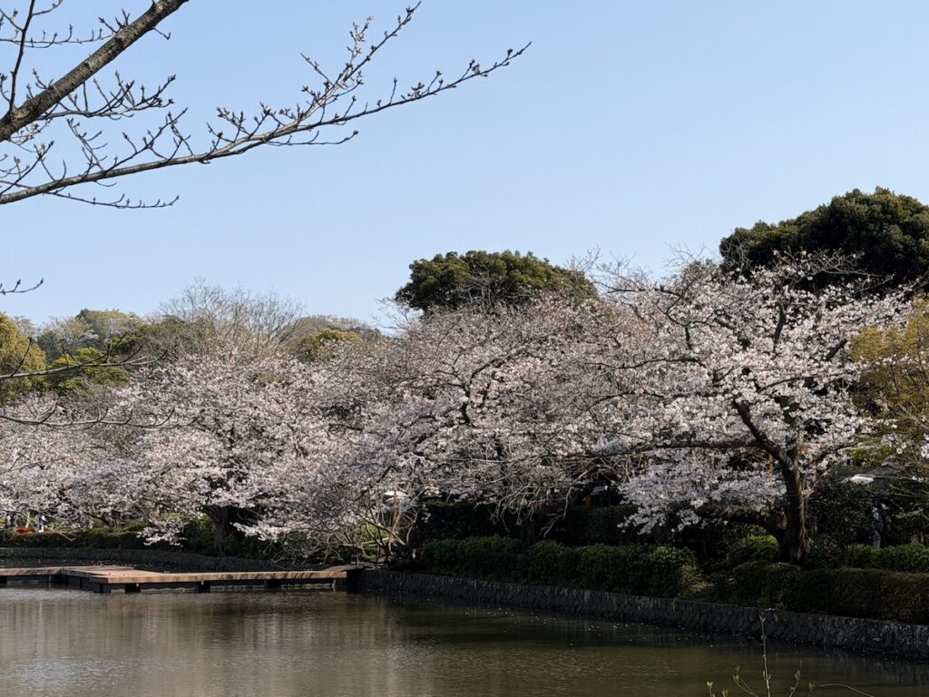 Cherry blossoms in Tsurugaoka Hachimangu on March 28, 2026