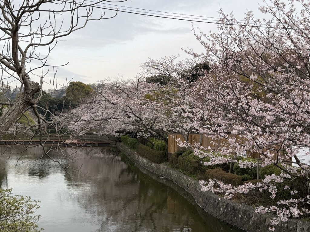 Cherry blossoms in Tsurugaoka Hachimangu on March 30, 2026