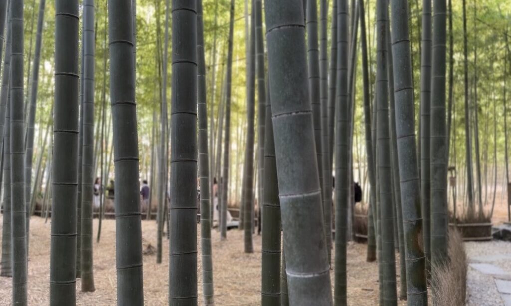 Hokokuji Bamboo Forest Kamakura