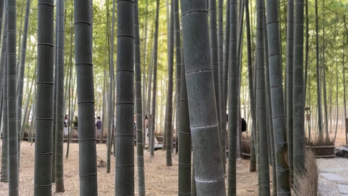 Hokokuji Bamboo Forest Kamakura